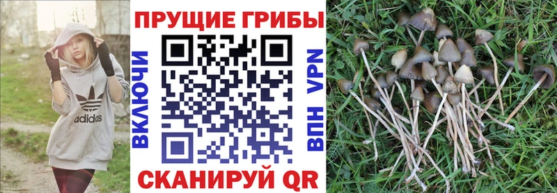 Псилоцибиновые грибы ЛСД  Заречный 